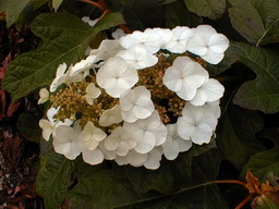 HYDRANGEA quercifolia