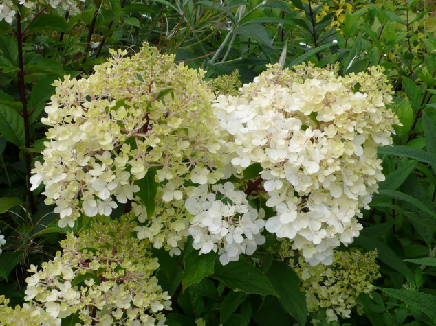 HYDRANGEA paniculata Vanille Fraise ®