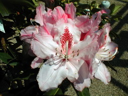 RHODODENDRON hybride Albert Schweitzer