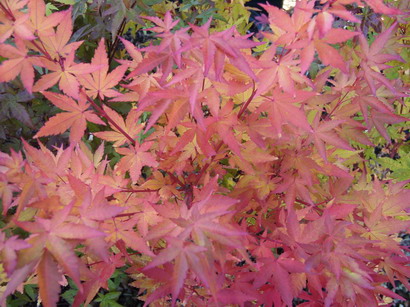 ACER palmatum Senkaki