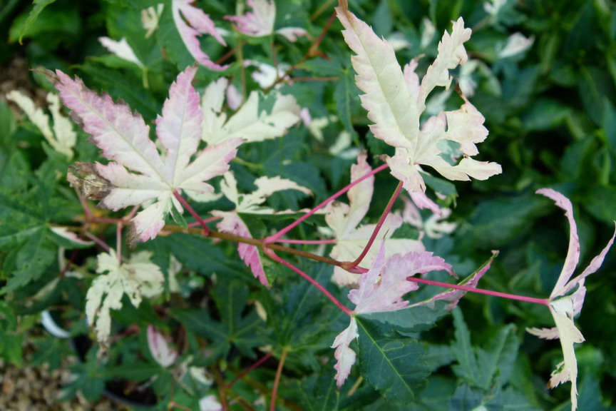 ACER palmatum Kagiri Nishiki