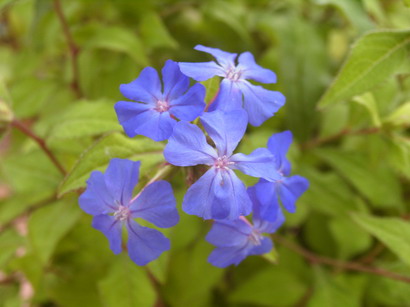 CERATOSTIGMA willmottianum Forest Blue