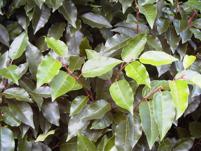 PRUNUS lusitanica