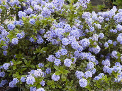 CEANOTHUS Blue Mount