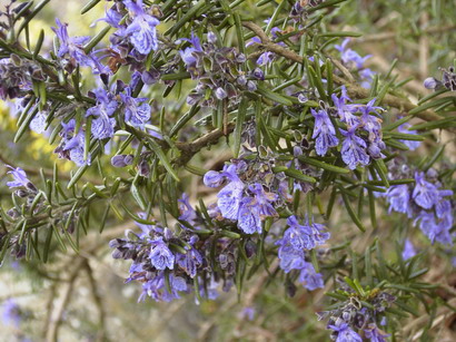 ROSMARINUS officinalis Corsican Blue