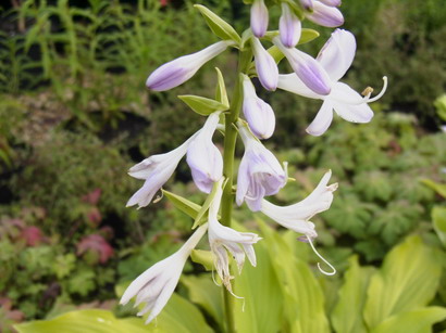 HOSTA vert