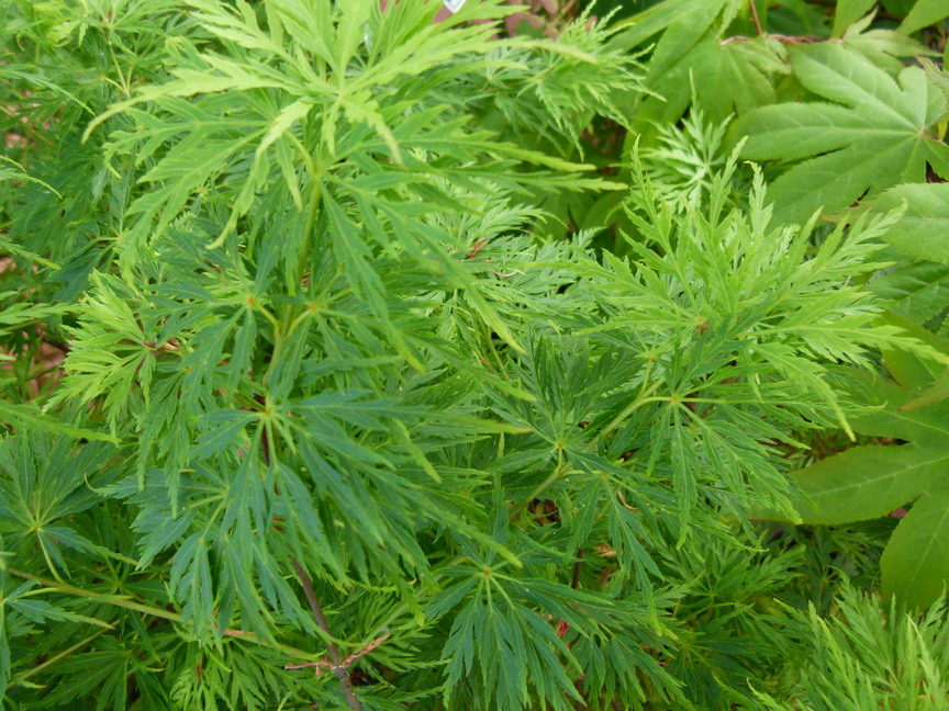 ACER palmatum Seiryu