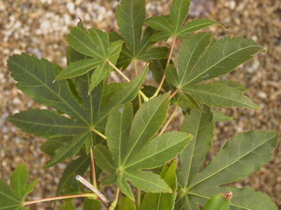 ACER palmatum Osakazuki