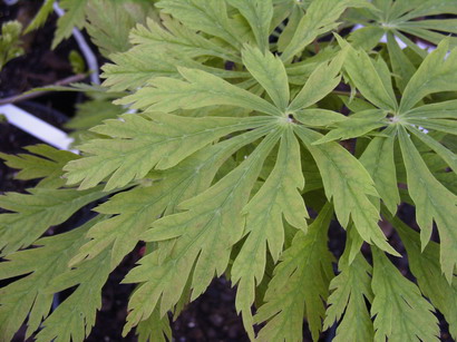 ACER japonicum Aconitifolium