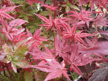 ACER palmatum Deshojo