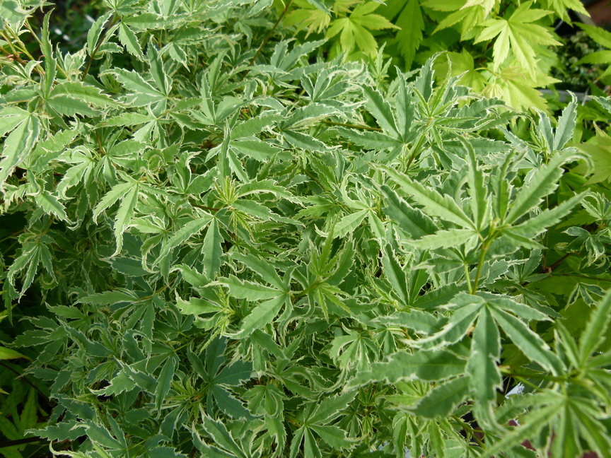 ACER palmatum Butterfly