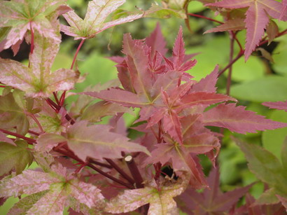 ACER palmatum Trompenburg