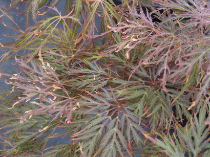 ACER palmatum Inaba-Shidare