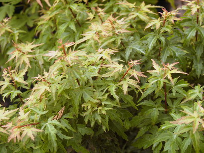 ACER palmatum Crisppsii