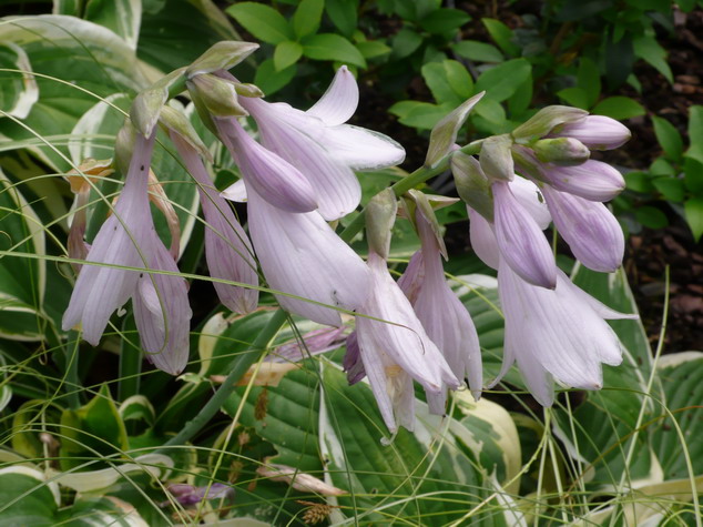 HOSTA sieboldana White Brim