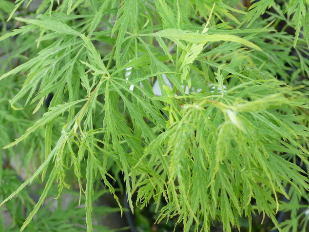 ACER palmatum Dissectum