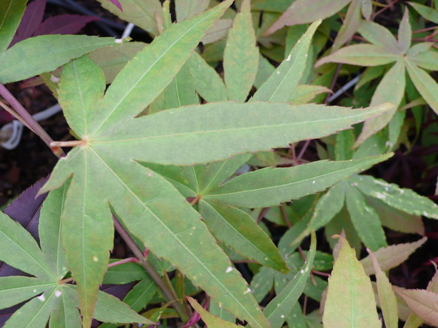 ACER palmatum Linearilobum