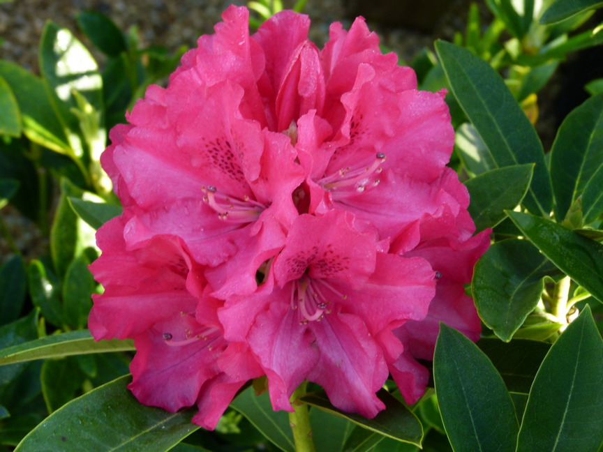 RHODODENDRON hybride Wilgen's Ruby