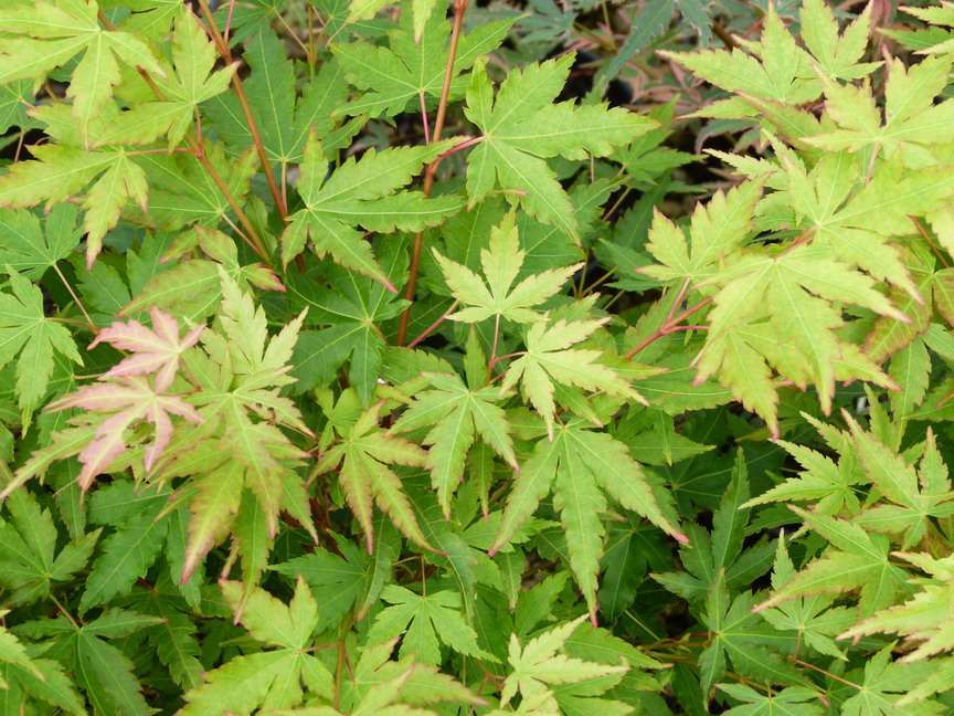 ACER palmatum Sango-kaku