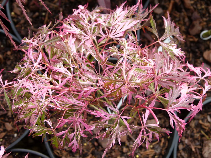 ACER palmatum Hana Matoi