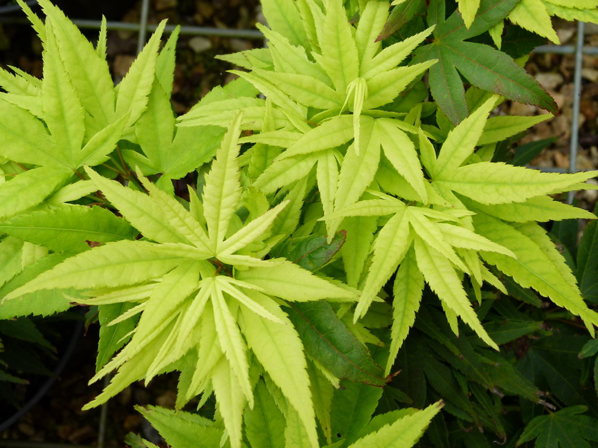 ACER palmatum Mikawa Yatsubusa