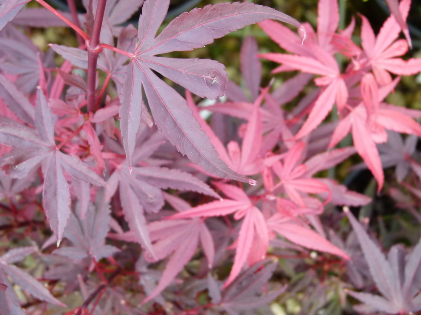 ACER palmatum Shaina