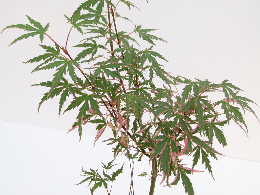 ACER palmatum Tricolor