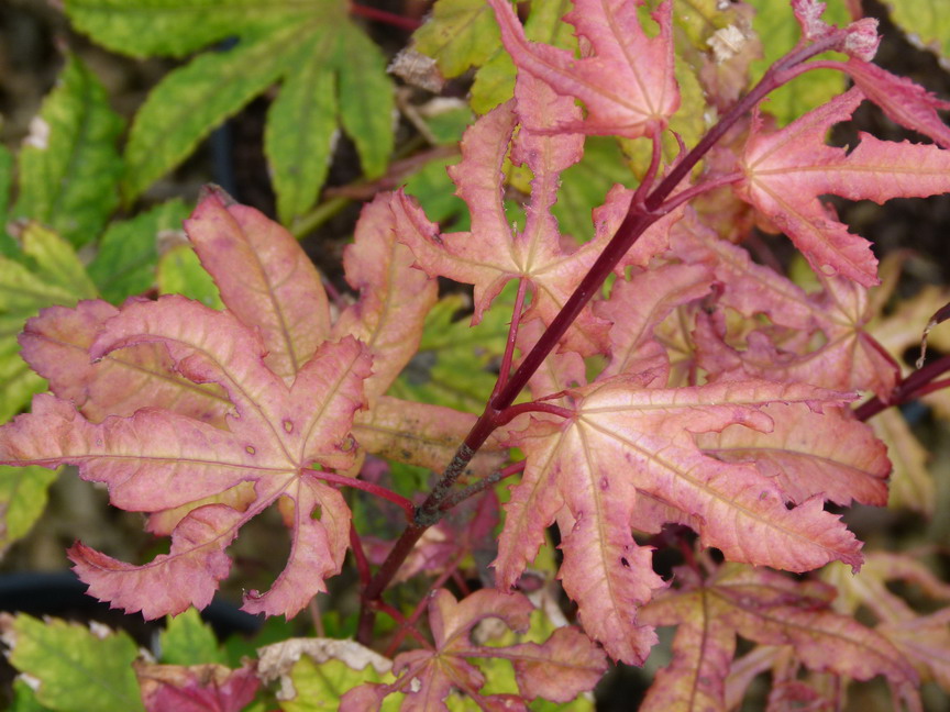 ACER palmatum Reticulatum Red