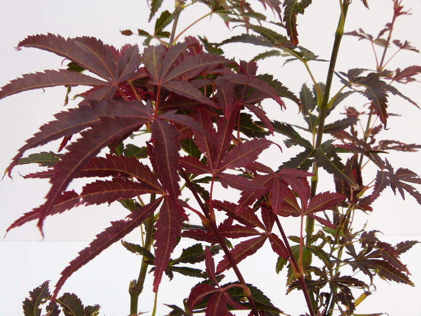 ACER palmatum Sharp's Pygmy