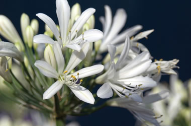 AGAPANTHUS praecox Snowstorm ®