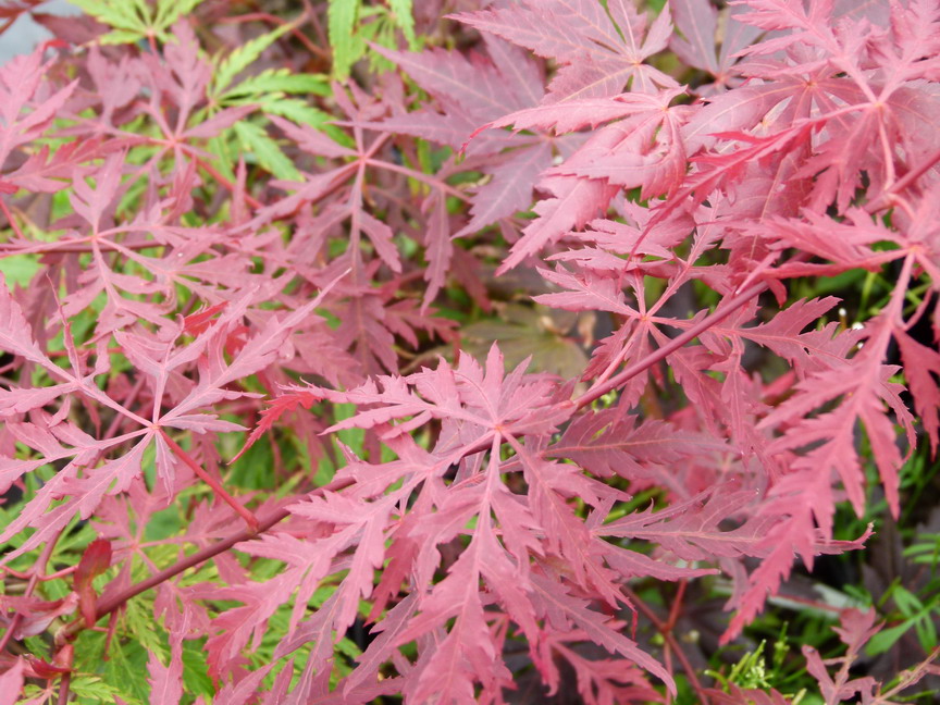 ACER palmatum Orangeola