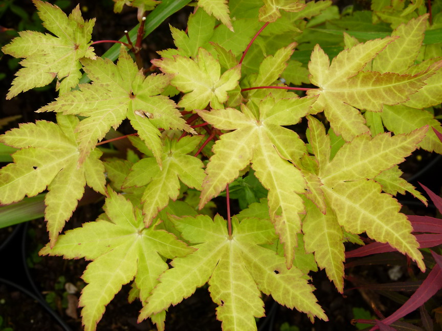 ACER palmatum Summer Gold