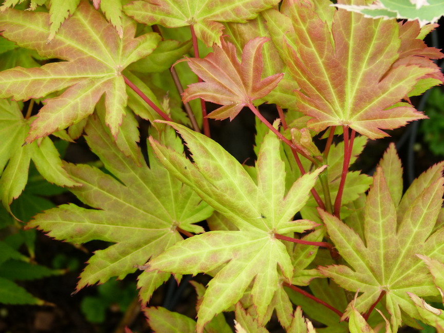 ACER japonicum Autumn Moon