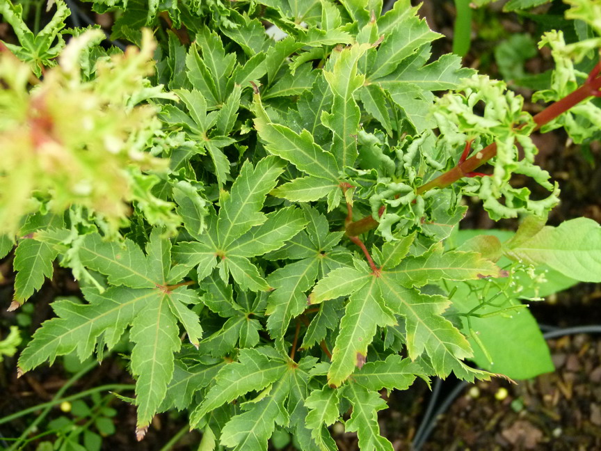 ACER palmatum Shishigashira