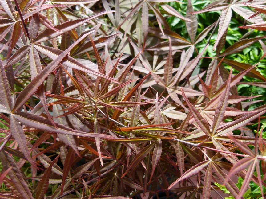 ACER palmatum Atrolineare