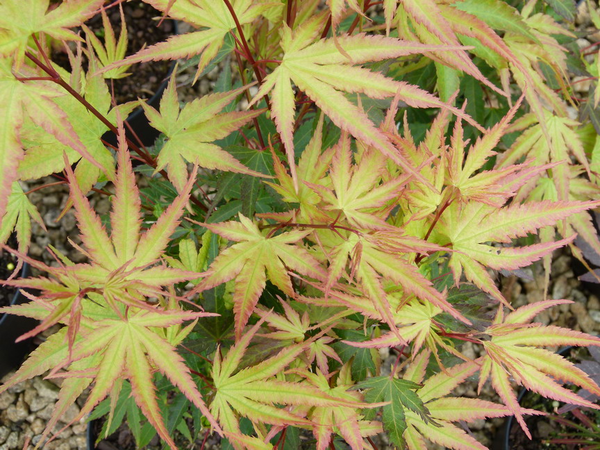 ACER palmatum Arakawa