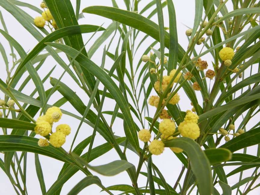 ACACIA retinodes Lisette