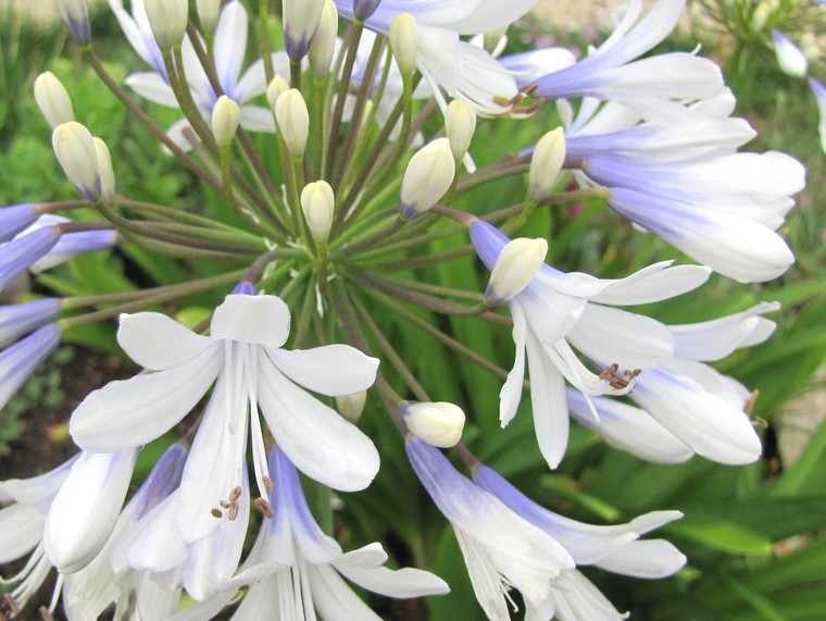 AGAPANTHUS Silver Baby