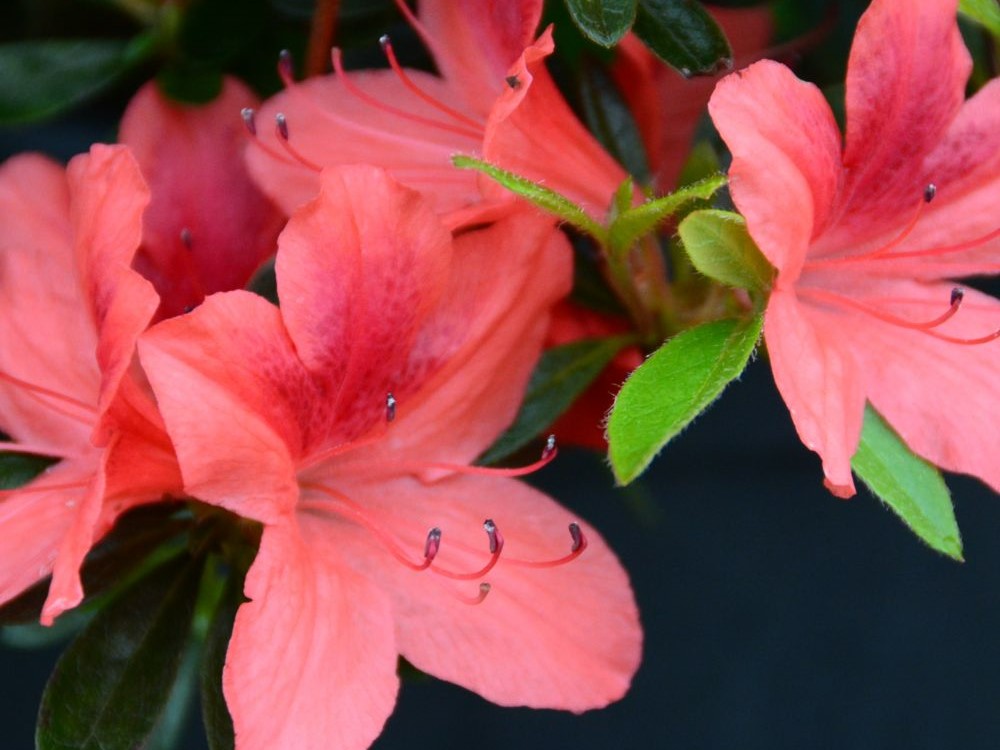 AZALEA japonaise Tamanini