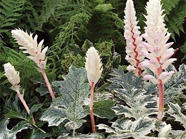 ACANTHUS mollis Whitewater ®