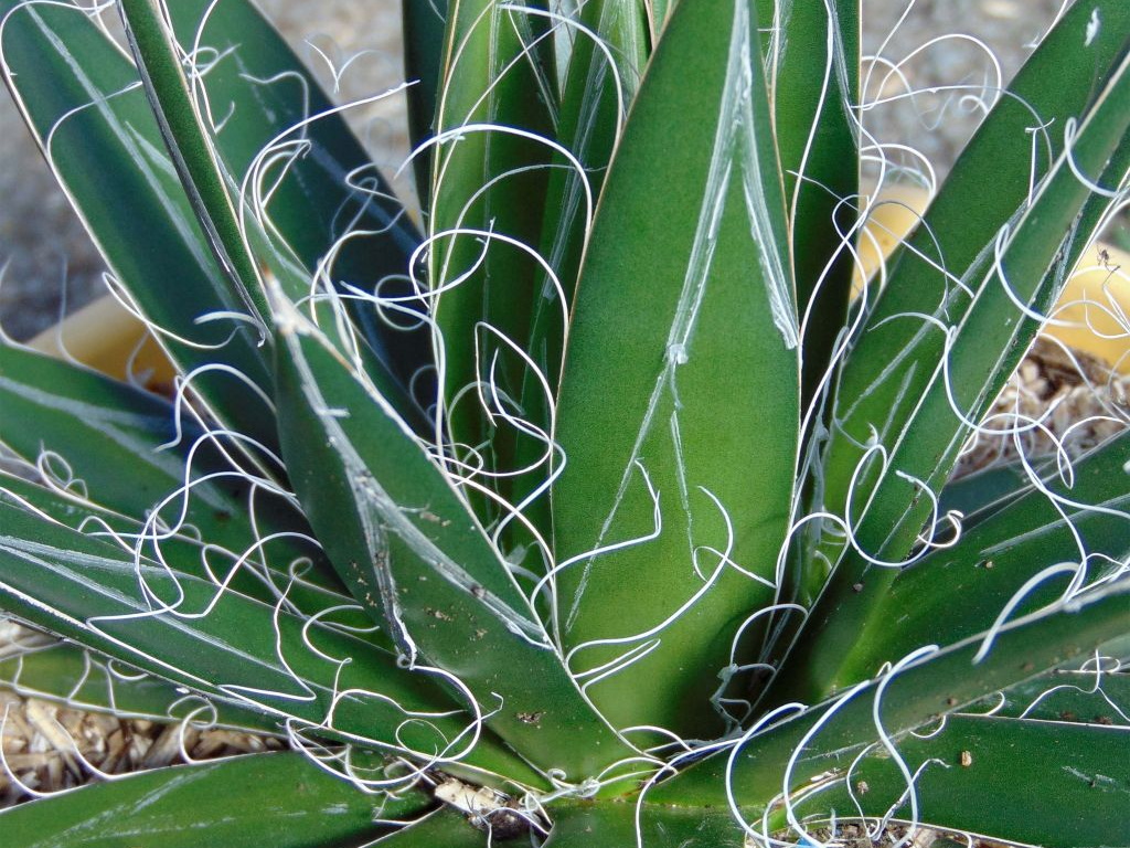 AGAVE filifera