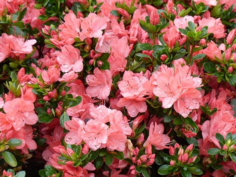 AZALEA japonaise Rex