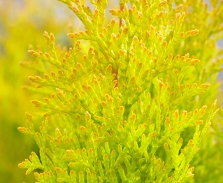 THUJA occidentalis Sunny Smaragd