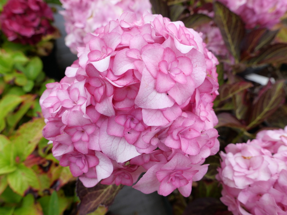 HYDRANGEA macrophylla You & Me Miss Saori ®