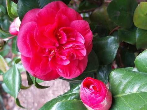 CAMELLIA japonica Lady Campbell