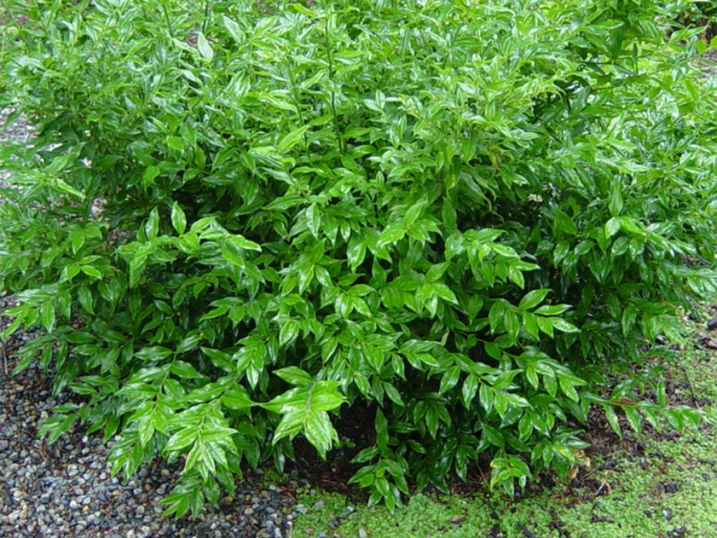 SARCOCOCCA ruscifolia