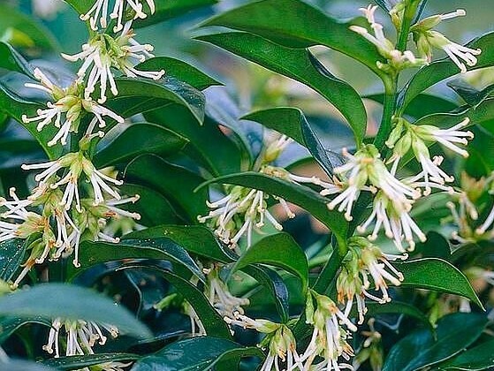 SARCOCOCCA confusa