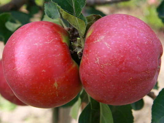 POMMIER Red Delicious