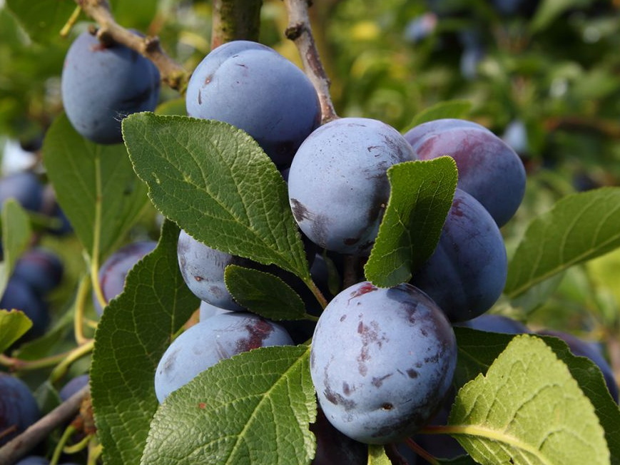 PRUNIER Bleue de Belgique