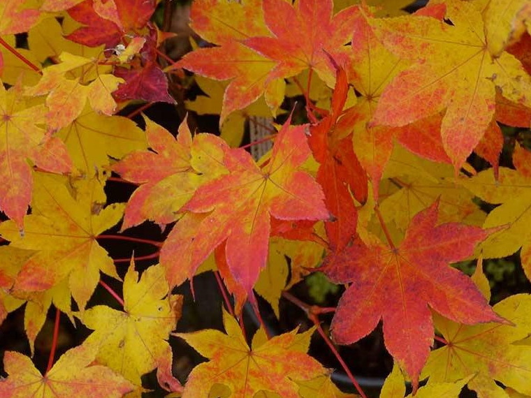 ACER palmatum Saoshika